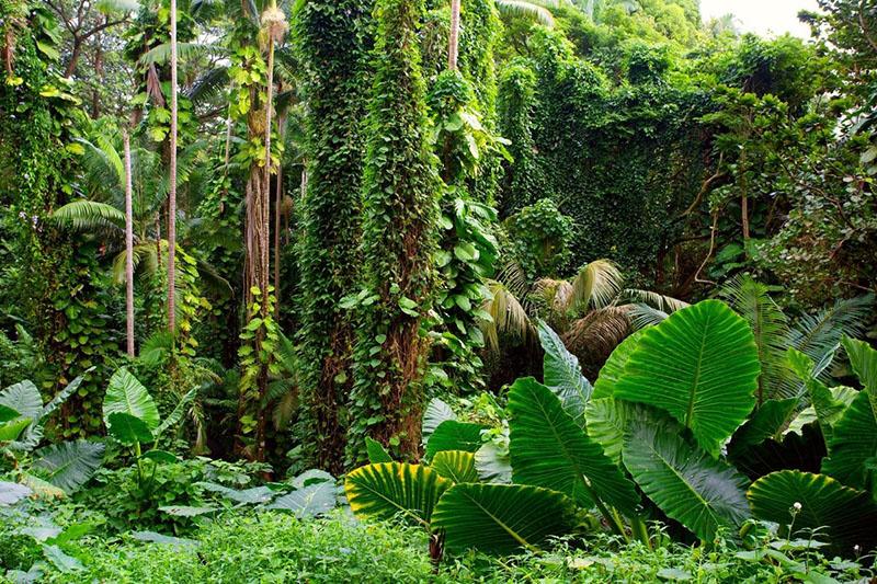 citronela en la naturaleza