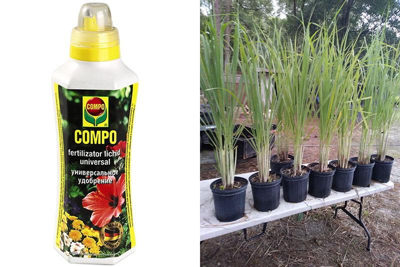 fertilizante para citronela