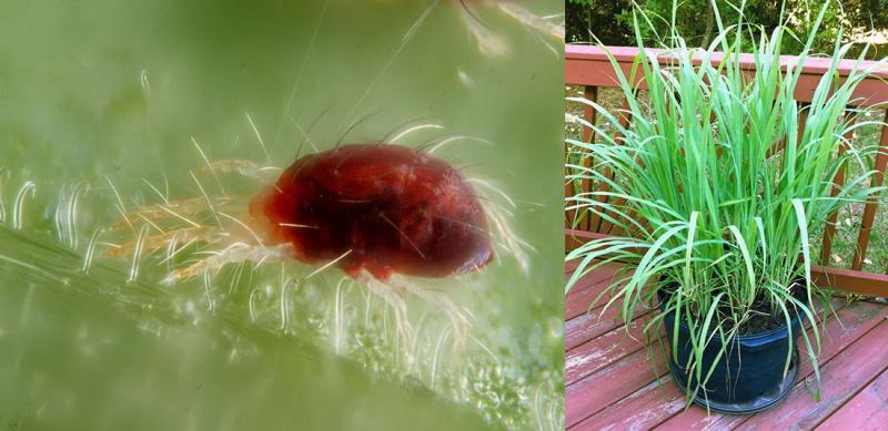 antiparasitaire à la citronnelle