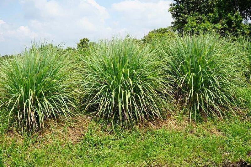 citronnelle parfumée dans la nature