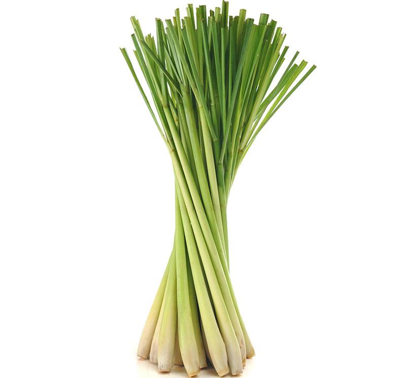preparación de citronela