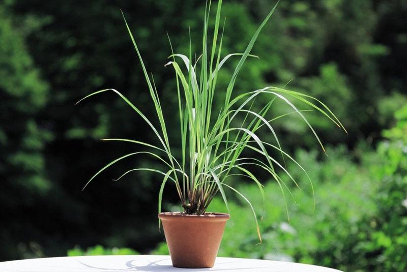 cultivo de citronela en casa