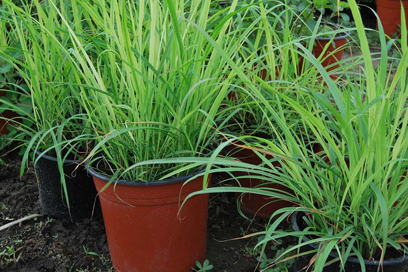 contenedores para el cultivo de citronela