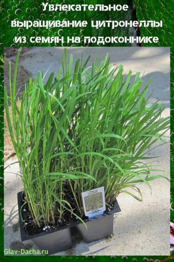 cultivo de citronela a partir de semillas