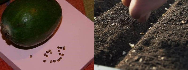 semer des graines de feijoa