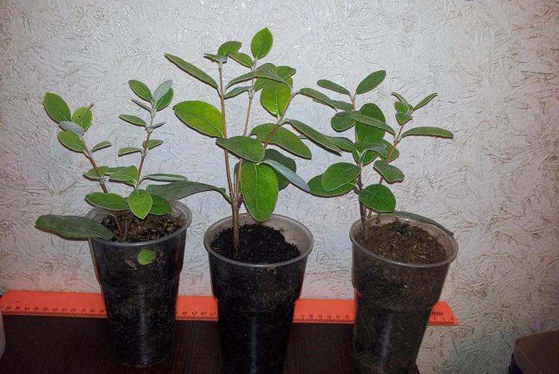 cultivo de feijoa a partir de esquejes