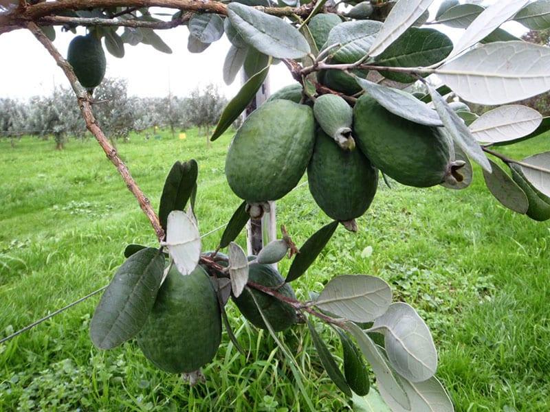 feijoa fructifère sur le site