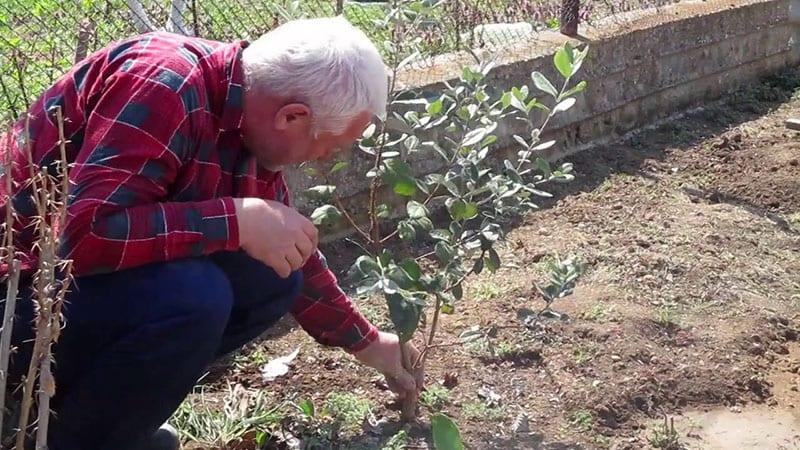 site de plantation de semis de feijoa