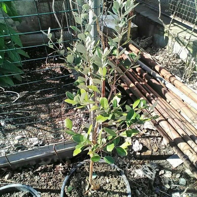 plántula de feijoa lista para trasplante