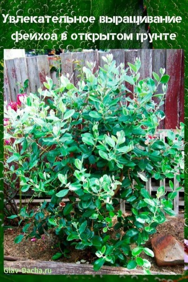 cultivo de feijoa en campo abierto