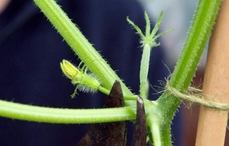 lugar de cultivo de kiwano