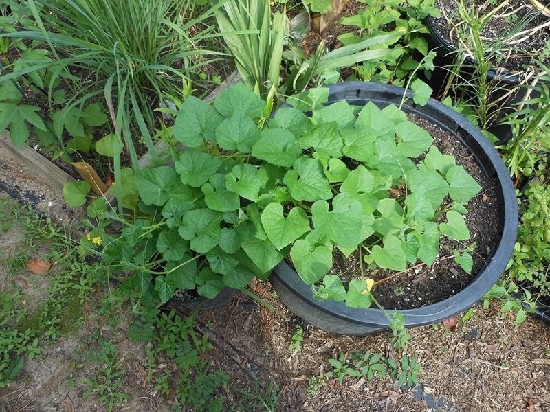 faire pousser du Kiwano à partir de graines dans un grand pot