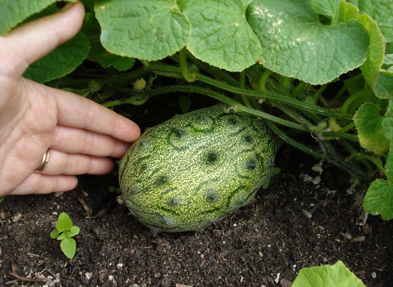 fruta kiwano única