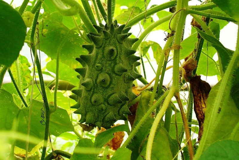 Kiwano da fruto