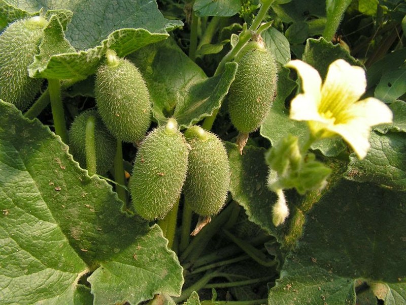 fleurs et fruits de kiwano