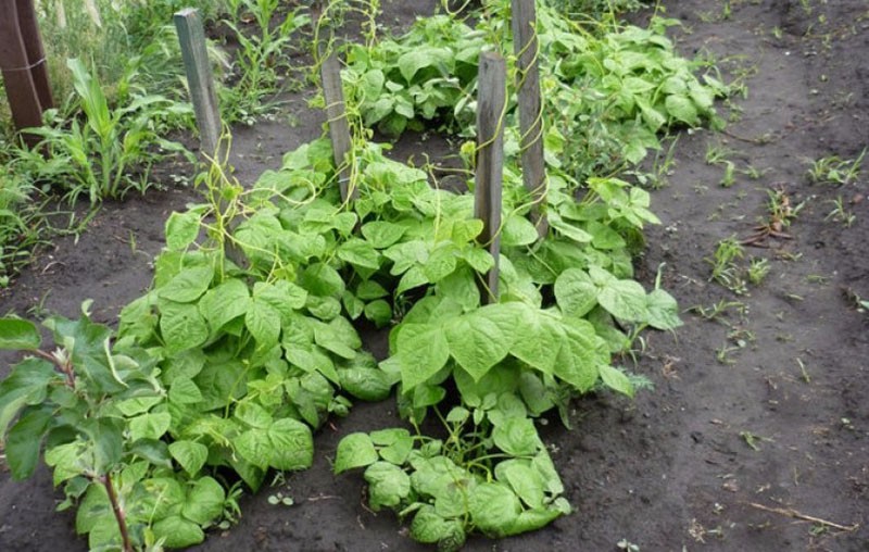 lugar de cultivo de kiwano