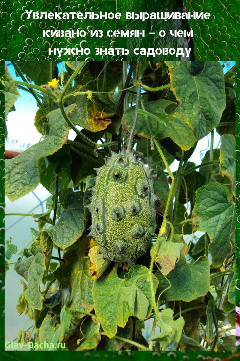 cultivo de kiwano a partir de semillas