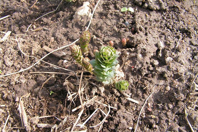 brotes de Rhodiola rosea