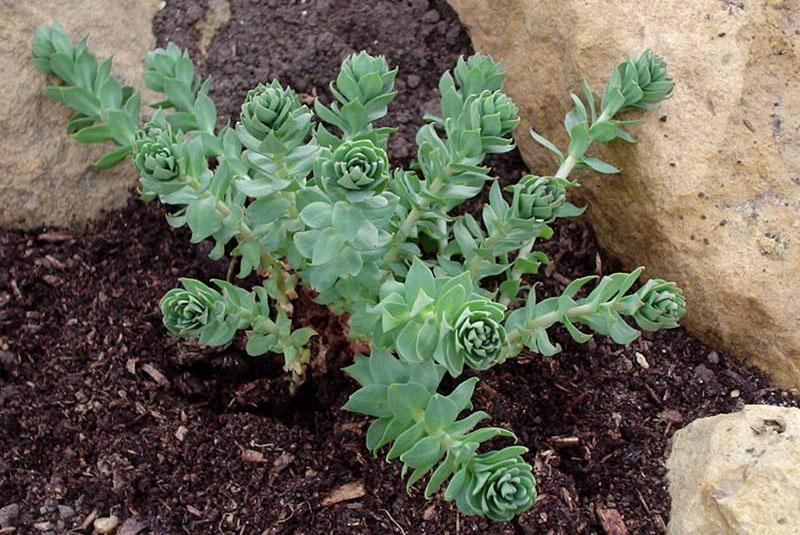 cultivo cuidadoso de Rhodiola rosea