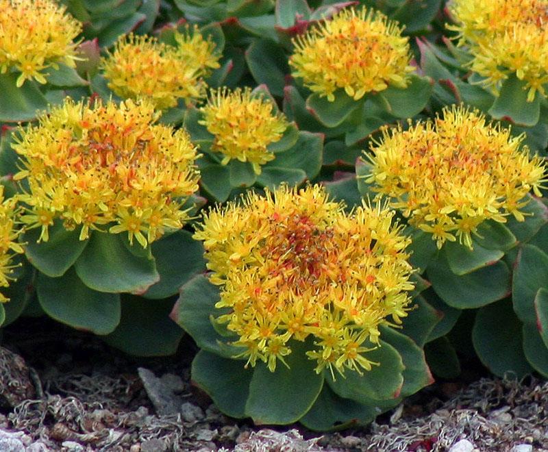 flor brillante de Rhodiola rosea