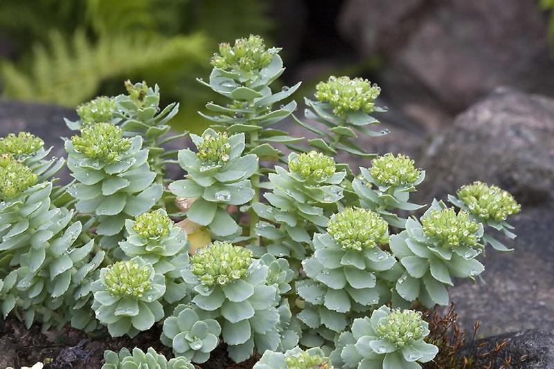 rhodiola en su cabaña de verano