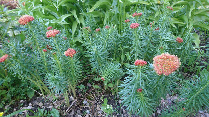 Rhodiola Kirillova