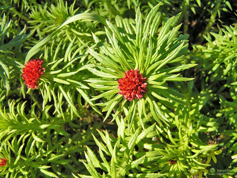 hoja de lirio de rhodiola