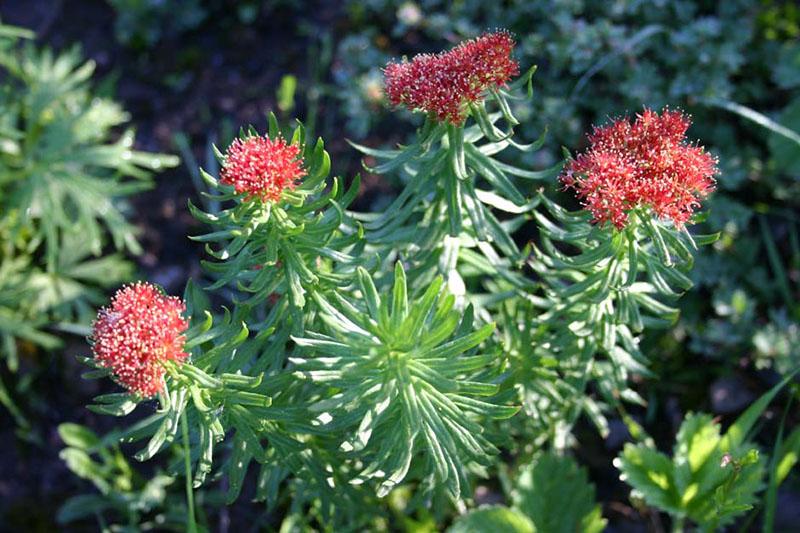 reproduction de rhodiola