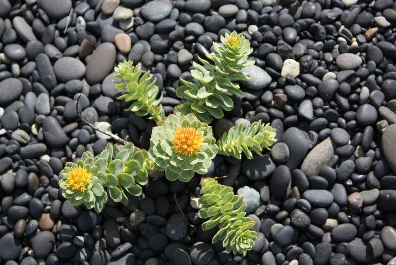 Culture et entretien de la Rhodiola rosea