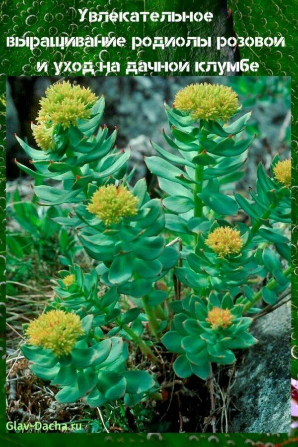 Culture et entretien de la Rhodiola rosea