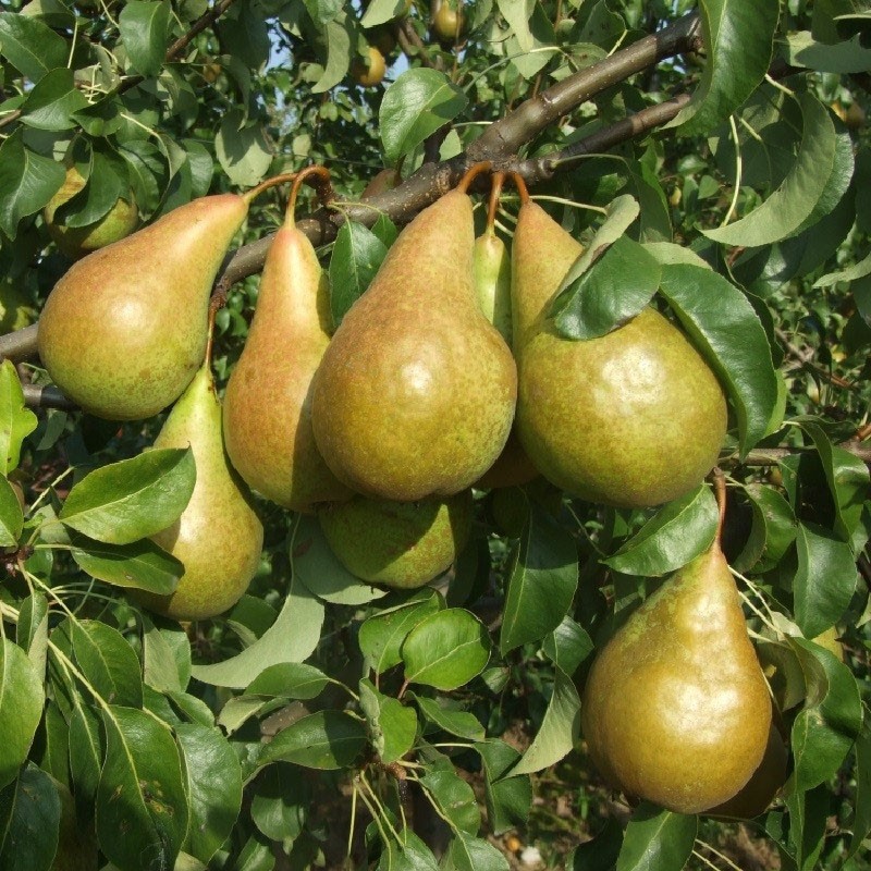 poire variété Bere Bosc vient de France