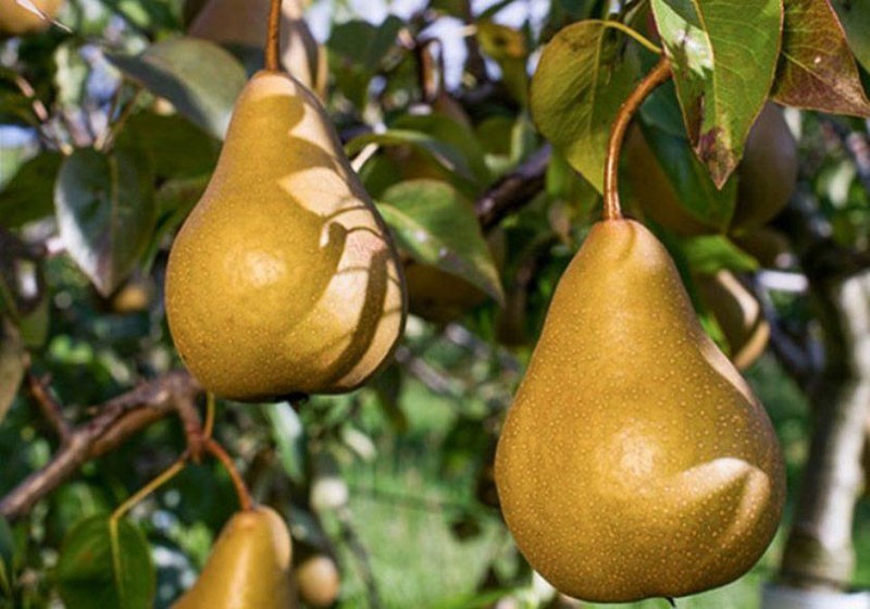 fruits juteux parfumés