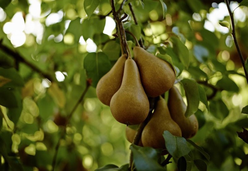 peras con sabor a almendra