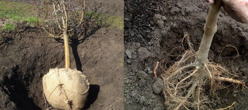 planter des semis avec des systèmes racinaires fermés et ouverts