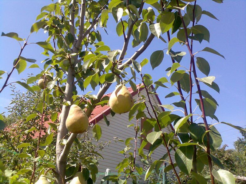 entretien des arbres