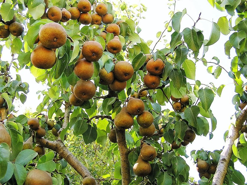 variedad de pera de alto rendimiento