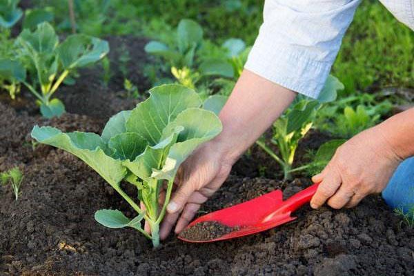 plantules de chou fort