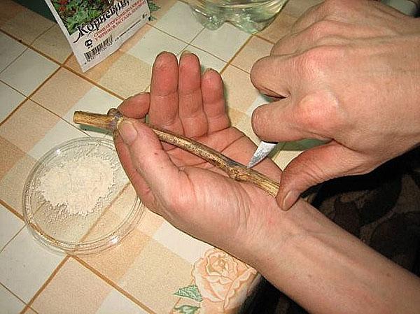 preparación de corte