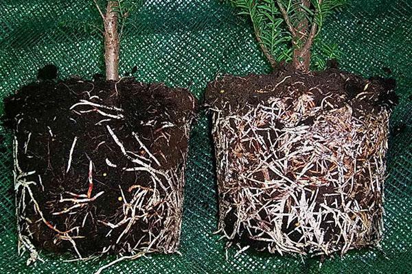 sistema radicular después del tratamiento