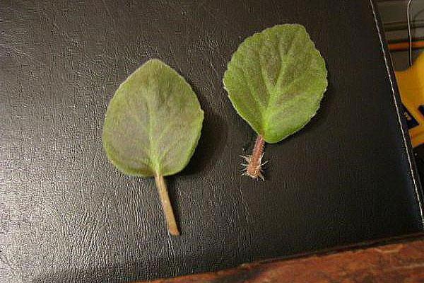 pour enraciner les plantes d'intérieur