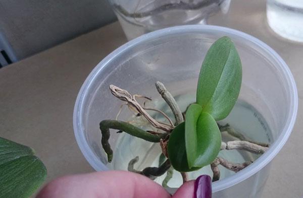 restauración de orquídeas