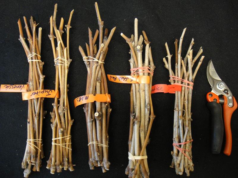 préparation des boutures pour le stockage