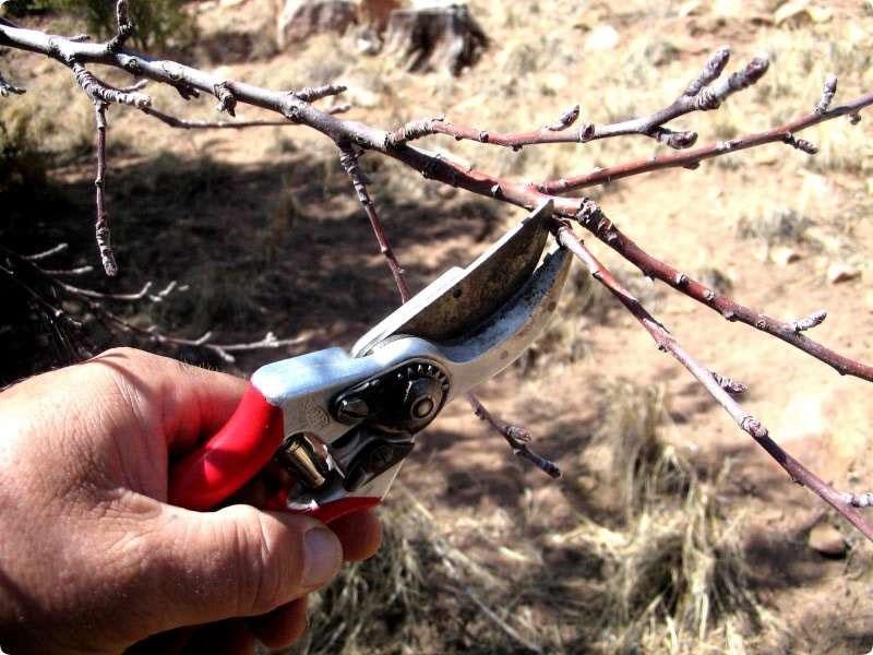 cosecha de esquejes a finales de otoño