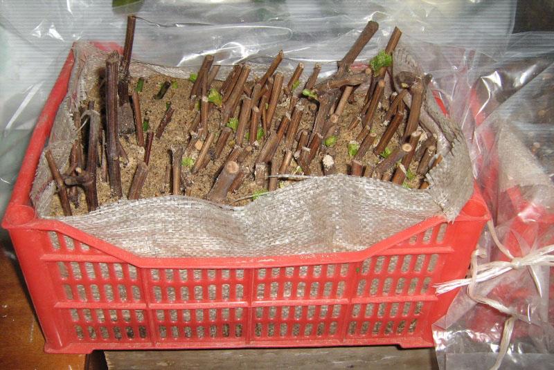 stockage des boutures dans la cave dans une boîte