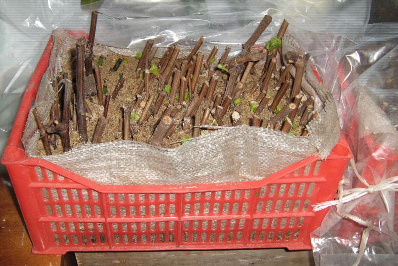 almacenamiento de esquejes en la bodega en una caja