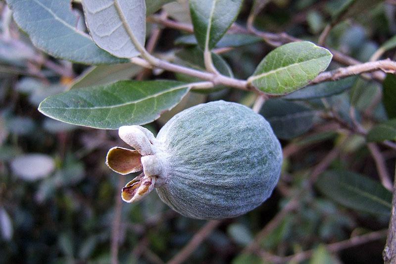 como elegir feijoa