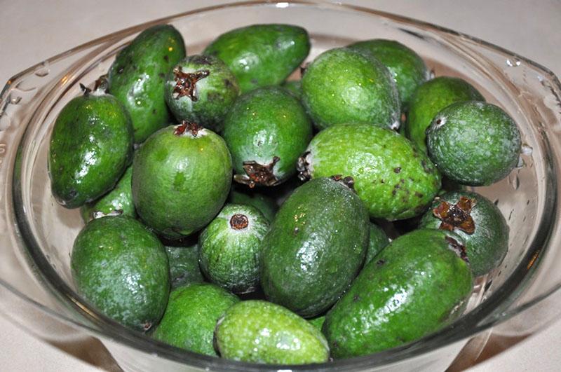 frutos maduros de feijoa