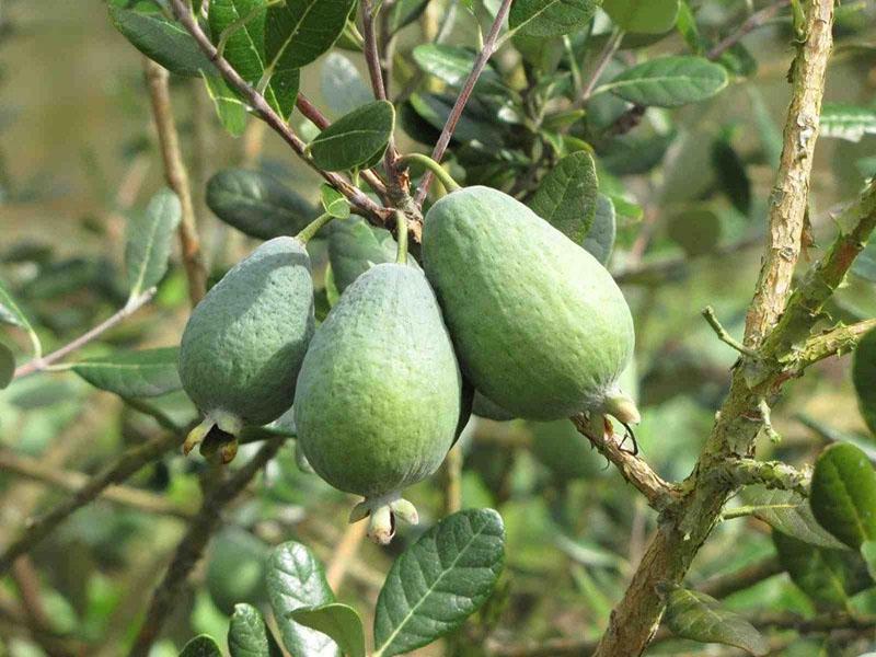 ce qui est utile pour feijoa et sa composition unique