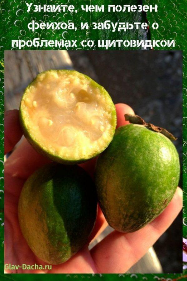 ¿Cómo es útil la feijoa?