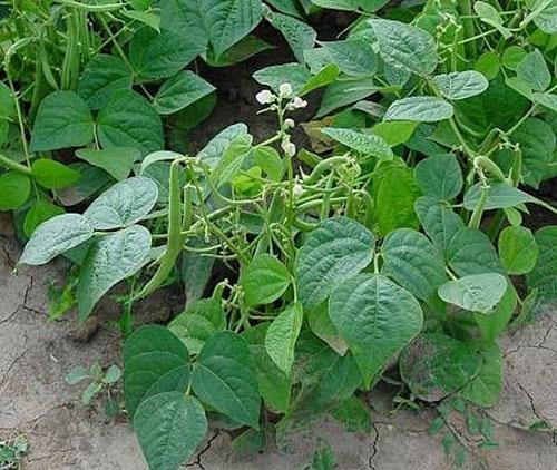 En los jardines de Rusia, se han cultivado recientemente frijoles negros.